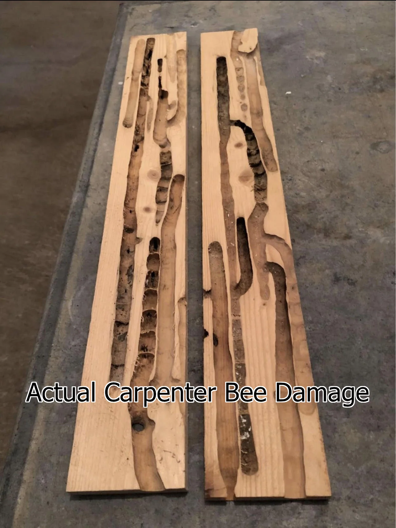 EXPERT Natural Defense - Essential Oil Wood Stain Enhancement | Traditional Pest Deterrent Properties - Image 3
